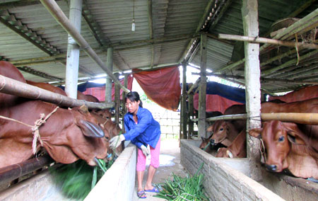 Chăn nuôi bò bán công nghiệp kết hợp trồng cỏ của anh Trần Trung Kiên ở  Làng nông Thuận Thiên - thôn Mạ mang lại hiệu quả kinh tế cao.