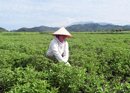 Lứa cây húng quế thứ hai của anh Hoàng Văn Ninh chuẩn bị cho thu hoạch.
