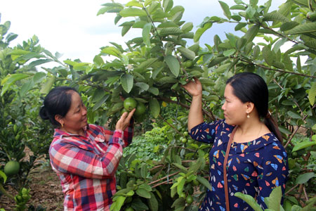 Mô hình vườn cây ăn quả đem lại thu nhập cao của chị Trần Thị Hoa (bên phải) ở thôn Bản Chanh..
