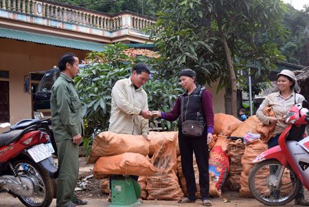 Người dân xã Quang Minh bán sắn củ tươi cho đại lý của Nhà máy Sắn Văn Yên.