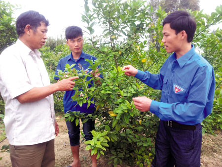 Anh Hoàng Văn Hoà - Bí thư Đoàn phường cầu Thia (bên phải) thị xã Nghĩa Lộ, phát triển mô hình gia trại tổng hợp.