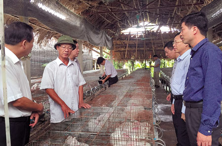 Mô hình nuôi thỏ New Zealand tại xã Lương Thịnh, huyện Trấn Yên cho hiệu quả kinh tế cao.