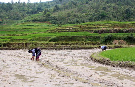 Nông dân Mù Cang Chải tiến hành gieo mạ giống lúa mới ĐD2.