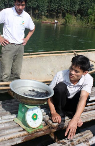 Ông Lê Văn Thư - Giám đốc HTX Tổng hợp thủy sản Vĩnh Kiên (người ngồi) kiểm tra trọng lượng cá lăng của các hộ thành viên.