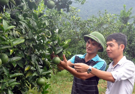 Nhiều gia đình ở xã Thượng Bằng La có thu nhập cao nhờ trồng cây ăn quả.