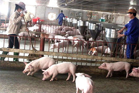 Cơ sở chăn nuôi lợn của Công ty TNHH Thành Phát với 300 con lợn nái ngoại và trên 4.000 con lợn thịt.