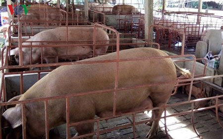 Giá thịt lợn trong nước vẫn ở mức cao trong một vài tháng tới và có thể sẽ phải đối mặt với cạnh tranh gia tăng từ thịt nhập khẩu.