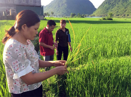 Cán bộ khuyến nông huyện Lục Yên kiểm tra tình hình sâu bệnh hại lúa tại xã Tân Lĩnh.