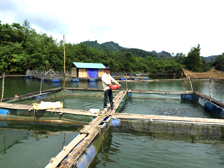 Người dân xã Mường Lai phát triển nghề nuôi cá lồng.
