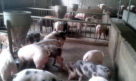 Mô hình nuôi lợn thương phẩm của hộ ông Tạ Ngọc Hà, thôn Yên Thắng, xã Tân Hương, huyện Yên Bình được thụ tinh từ lợn đực giống ngoại Pidu 75.