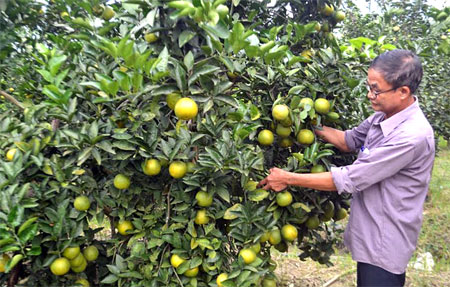 Nhiều hộ dân trên địa bàn xã Mai Sơn (Lục Yên) trồng cây ăn quả có múi mang lại hiệu quả kinh tế cao.