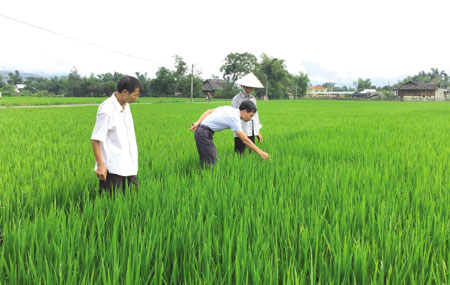 Cán bộ Trạm trồng trọt và Bảo vệ thực vật thị xã Nghĩa Lộ hướng dẫn nông dân chăm sóc, bảo vệ lúa mùa. 
