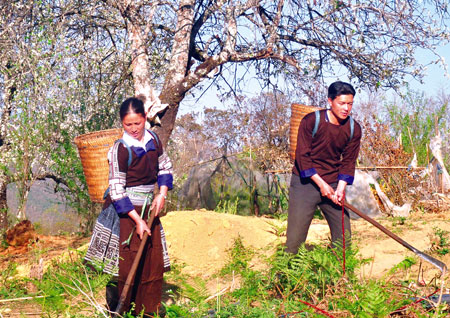 Người dân xã Nậm Có, huyện Mù Cang Chải chăm sóc và phát triển cây sơn tra.