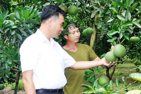 Lãnh đạo xã Bạch Hà thăm vườn bưởi của gia đình anh Lương Văn Tám.