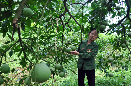 Cựu TNXP Hoàng Thị Ngà với mô hình trồng bưởi Đại Minh mang lại hiệu quả kinh tế cao.
