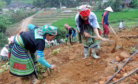 Người dân xã Hồng Ca, huyện Trấn Yên trồng cây gáo vàng để phát triển kinh tế.