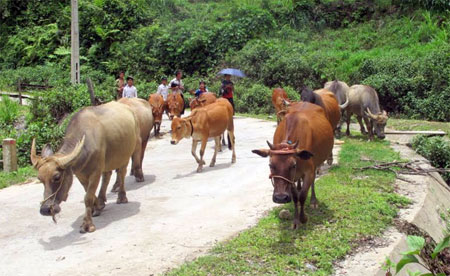 Phát triển chăn nuôi đại gia súc đang là thế mạnh kinh tế của huyện vùng cao Trạm Tấu.