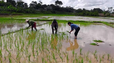 Nông dân xã Nga Quán, huyện Trấn Yên cấy dặm lúa mùa sau lũ.
