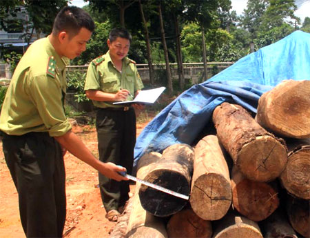 Lực lượng kiểm lâm tích cực phát hiện và xử lý các hành vi vi phạm Luật Bảo vệ và Phát triển rừng.