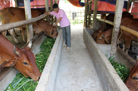 Mô hình chăn nuôi bò bán công nghiệp mang lại hiệu quả kinh tế cao cho người dân xã Vĩnh Kiên.