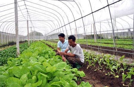 Mô hình kinh tế trồng rau an toàn hiệu quả của ông Nguyễn Xuân Hùng (bên phải).