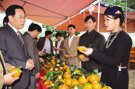 Giống cam sành đặc sản huyện Lục Yên đã được trao Giấy chứng nhận đăng ký nhãn hiệu tập thể (Cam Lục Yên). (Ảnh: T.L)
