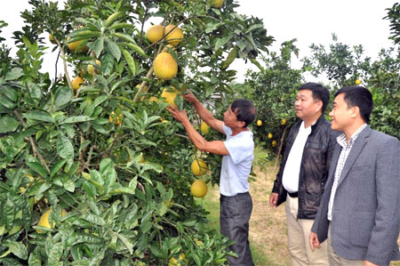 Trồng cây ăn quả có múi đang là hướng đi cho hiệu quả kinh tế cao ở nhiều địa phương trong tỉnh.