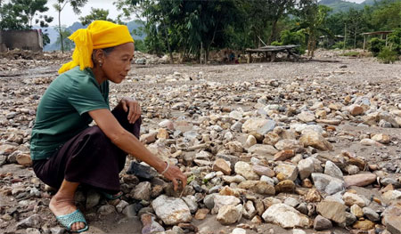 Sau lũ, nhiều diện tích đất trồng lúa của xã Sơn Lương bị đất đá vùi lấp, gây khó khăn trong khôi phục sản xuất.