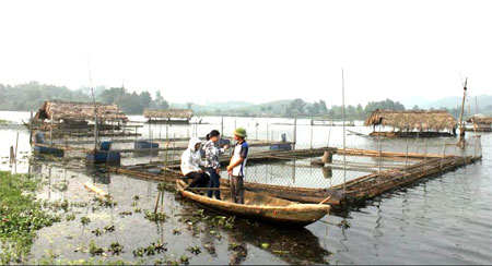 Nuôi cá lồng đã trở thành một nghề đối với người dân xã Vân Hội.