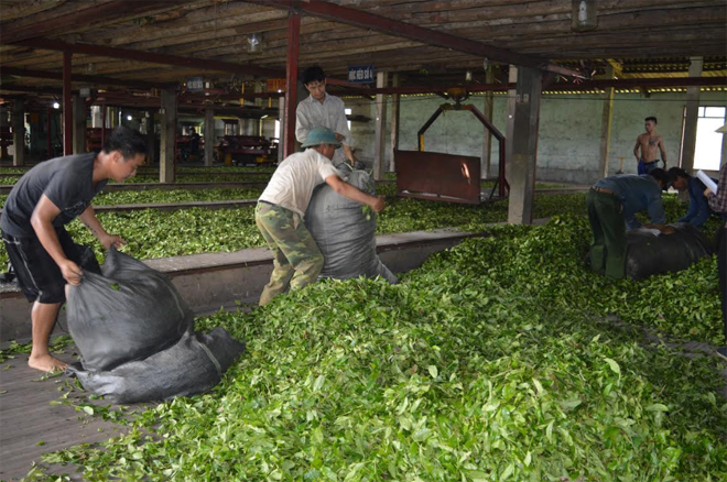 Chế biến chè đen tại HTX Dịch vụ tổng hợp Kiến Thuận, huyện Văn Chấn.