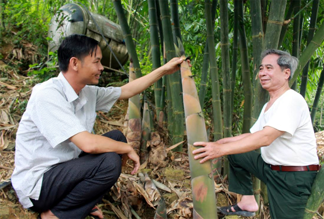 Nông dân xã Thượng Bằng La trao đổi cách chăm sóc, thu hoạch măng tre  Điền trúc.