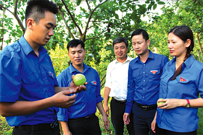 Mô hình trồng cây ăn quả của đoàn viên, thanh niên xã Vân Hội, huyện Trấn Yên. (Ảnh: Thu Trang)