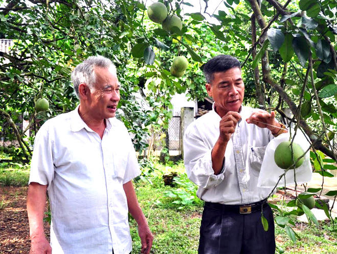 Ông Phạm Văn Hùng (bên phải) giới thiệu vườn bưởi của gia đình áp dụng một số tiêu chuẩn kỹ thuật mới.