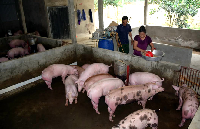 Đàn lợn nhà ông Tạ Minh Tân ở thôn Khả Lĩnh, xã Đại Minh, huyện Yên Bình hiện nay vẫn hoàn toàn khỏe mạnh.