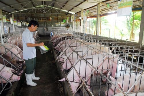 Bộ Nông nghiệp khuyến cáo nên đẩy mạnh chăn nuôi an toàn sinh học