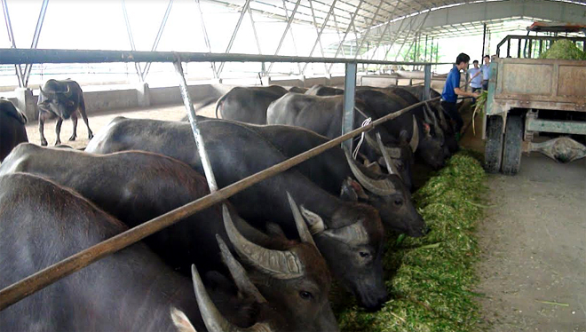 Đề án phát triển chăn nuôi chăn nuôi trâu, bò quy mô 10 con trở lên/1 cơ sở đang được chú trọng quan tâm.