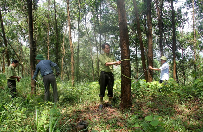 Cán bộ kiểm lâm huyện Yên Bình khảo sát năng suất, sản lượng gỗ rừng trồng trên địa bàn.
