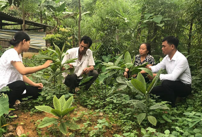 Các thành viên trong Tổ hợp tác Dược liệu Develop, xã Đào Thịnh, huyện Trấn Yên kiểm tra chất lượng cây dược liệu.