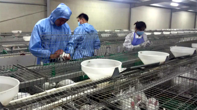 Công nhân Công ty Nippon Zuki (Thượng Bằng La, Văn Chấn) chăm sóc thỏ sinh sản.