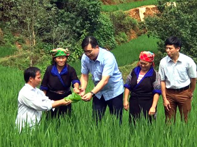 Bí thư Huyện ủy Mù Cang Chải Nông Việt Yên (đứng giữa) cùng cán bộ Phòng Nông nghiệp và Phát triển nông thôn kiểm tra sản xuất nông nghiệp ở cơ sở.