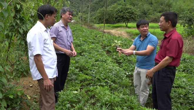 Lãnh đạo huyện Văn Chấn và Liên minh Hợp tác xã Yên Bái thăm mô hình thảo dược của Hợp tác xã Lũng Lô.