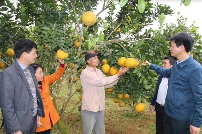 Huyện Trấn Yên tập trung xây dựng vùng cây ăn quả hàng hóa mang lại hiệu quả kinh tế cao.