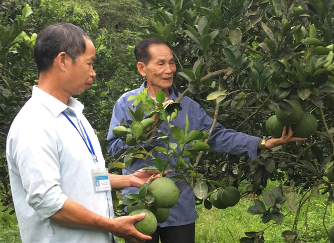 Một vườn cây ăn quả mang lại hiệu quả kinh tế cao ở xã Hưng Thịnh.