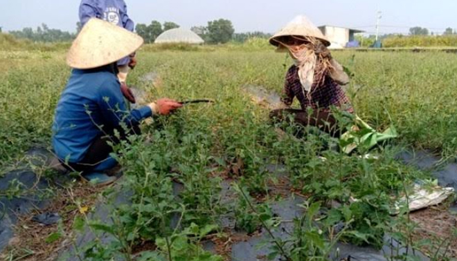 Hiệu quả mô hình trồng Cà gai leo tại xã Xuân Mai huyện Văn Quan  Drupal