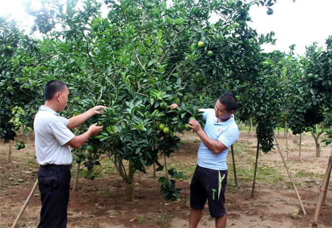 Người dân xã Thượng Bằng La trao đổi kỹ thuật canh tác cam bền vững.
