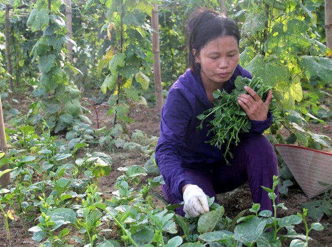Trồng rau an toàn theo quy chuẩn VietGap mang lại thu nhập ổn định cho nhiều hộ dân ở Văn Phú.