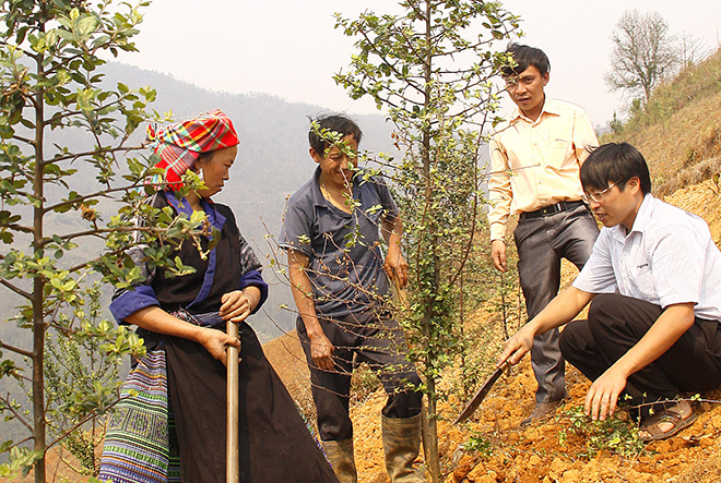 Cán bộ lâm nghiệp huyện Mù Cang Chải hướng dẫn người dân kỹ thuật chăm sóc Sơn tra.