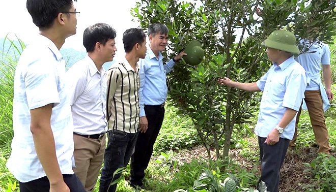 Lãnh đạo huyện Văn Chấn kiểm tra mô hình trồng mắc ca của nhân dân xã Gia Hội.