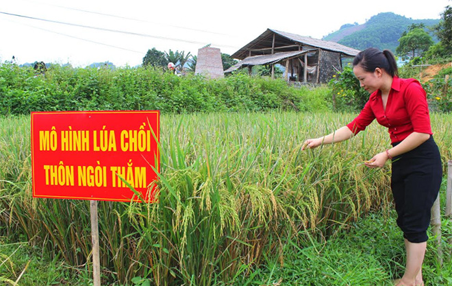Mô hình sản xuất lúa kết hợp nuôi rươi theo hướng hữu cơ tại xã Quảng  Phúc vụ Xuân năm 2022 