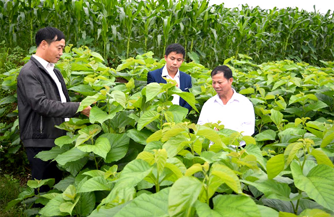 Lãnh đạo xã Xuân Ái kiểm tra mô hình trồng dâu nuôi tằm tại thôn Quyết Hùng.